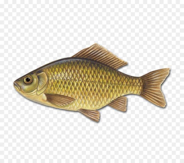 Рыба карась