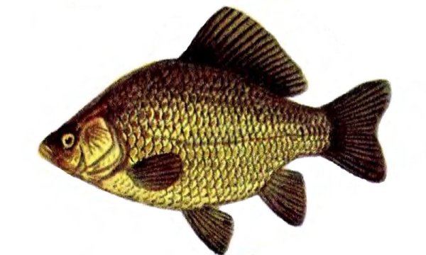 Карпообразные карась