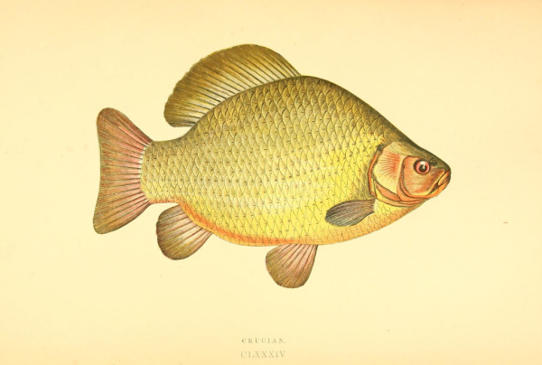 Карась для детей