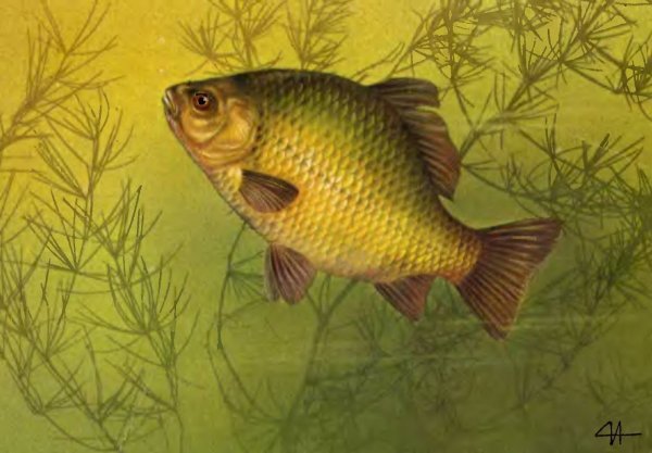 Карась для детей