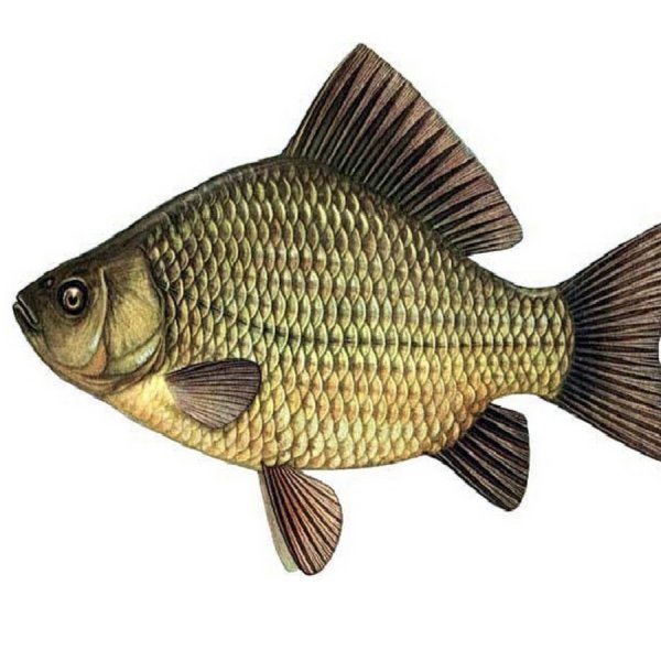 Рыба карась