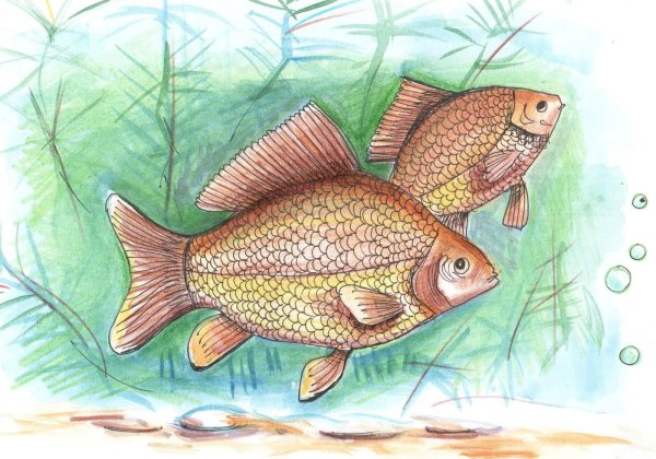 Рыба карась для детей