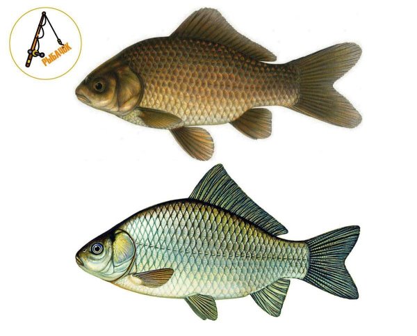 Карась золотой Carassius Carassius
