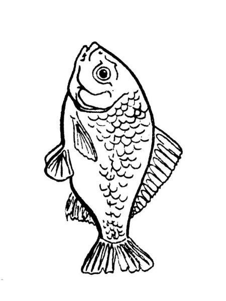 Карась раскраска для детей