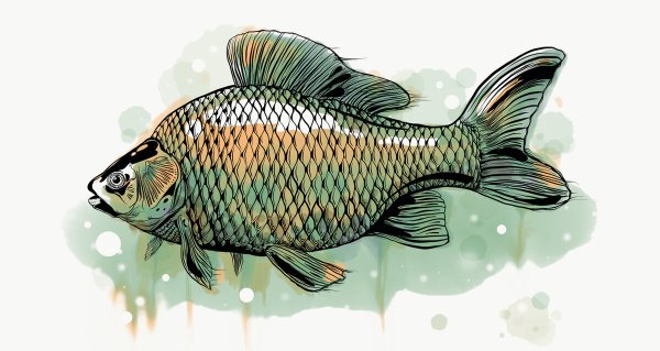 Карась акварель