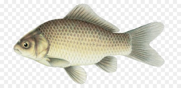 Карась на белом фоне