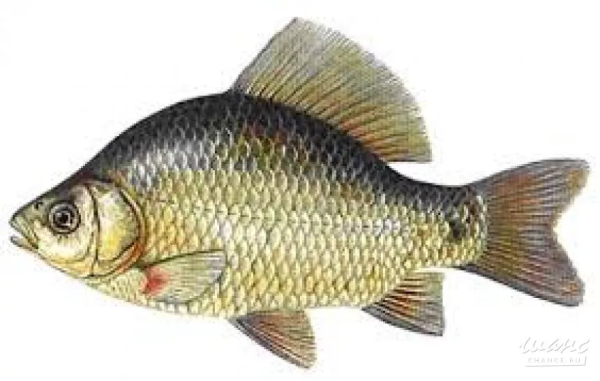 Карась Janky