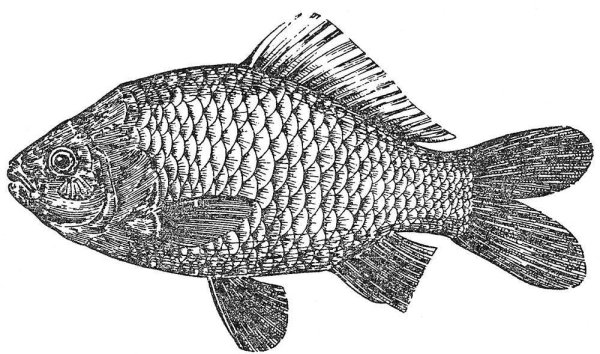 Рыба серебристый Карасик