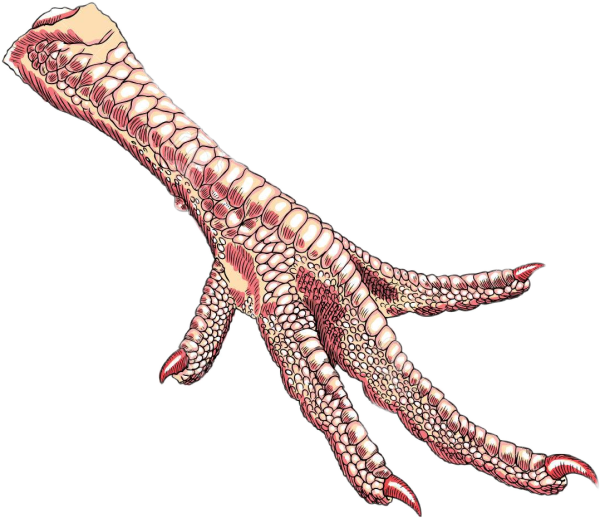 Куриные лапки вектор