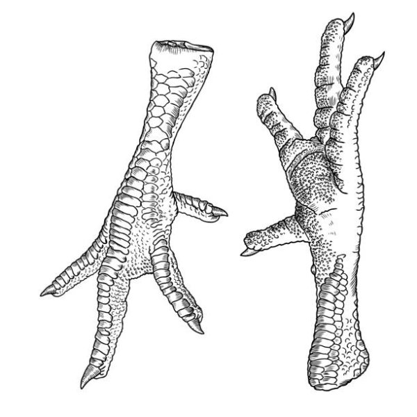 Куриная лапка на прозрачном фоне