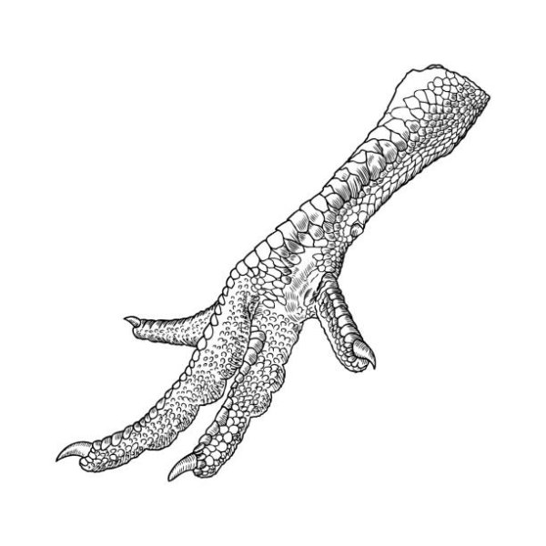 Лапы орла референс