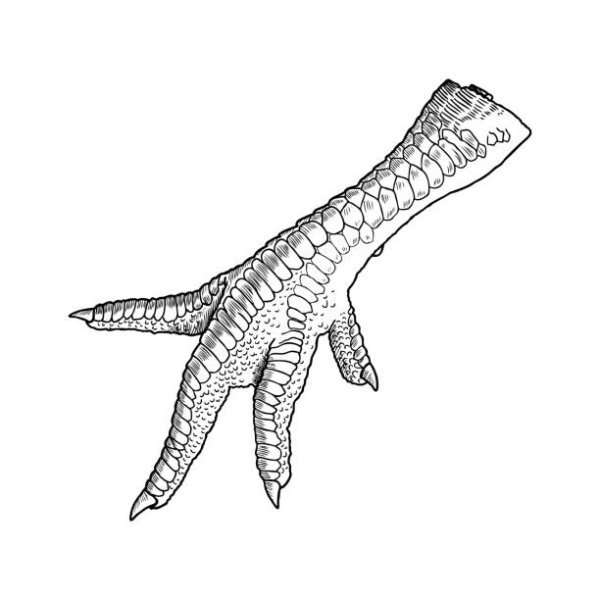 Изображение куриные лапы