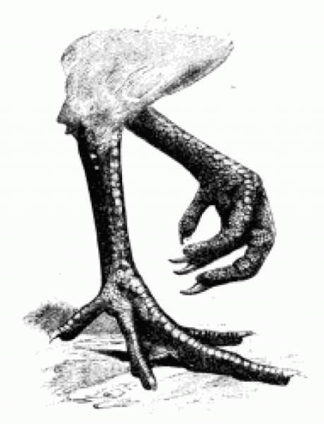 Куриная нога рисунок