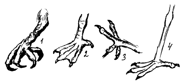 Куриные ноги для избушки