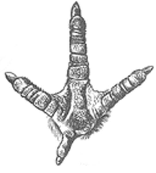 Куриная лапа строение