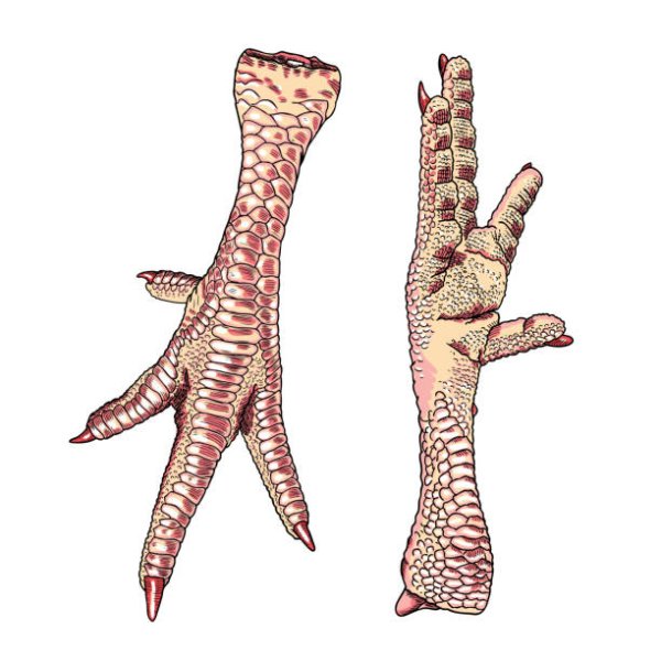 Следы курицы