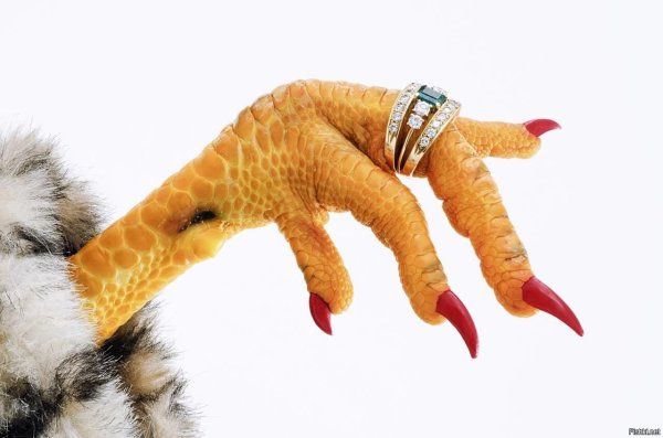 Лапы птицы раскраска