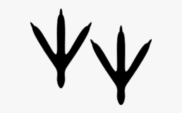 Куриная лапка без фона