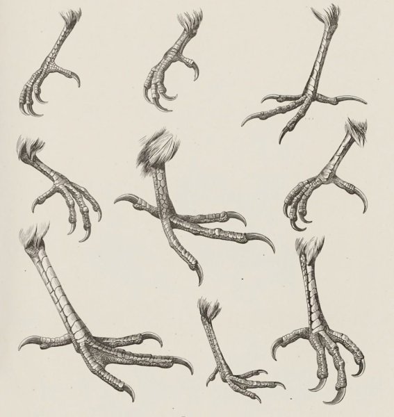 Ноги курицы рисунок