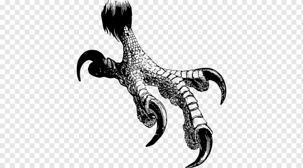 Роговые чешуйки птиц на цевке