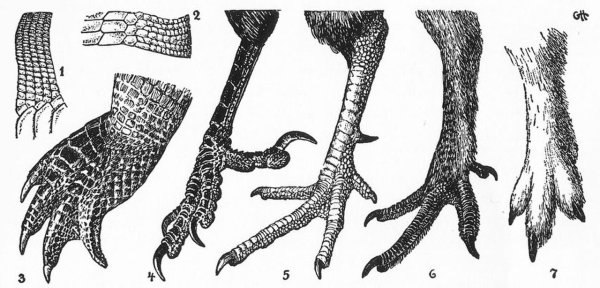 Орнамент гусиная лапка