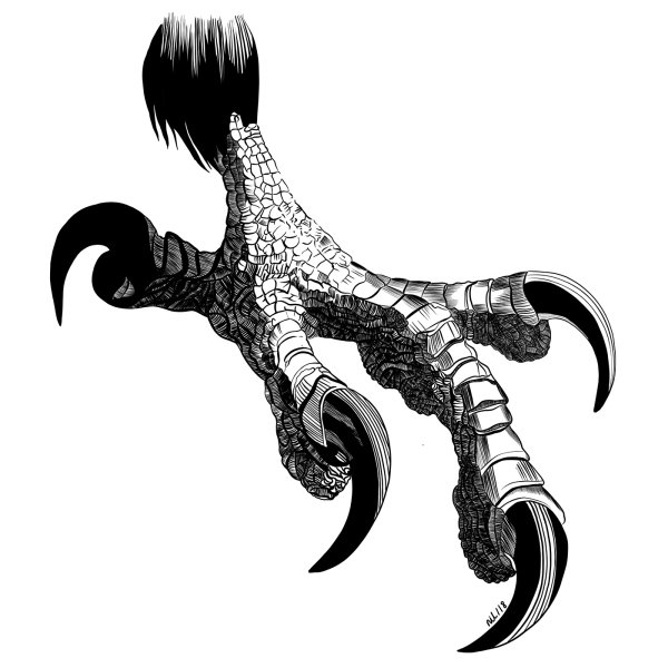 Лапки птиц набросок