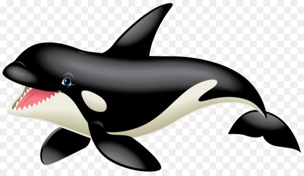 Касатка для детей