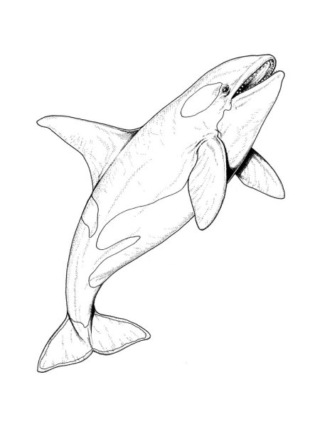 Касатка раскраска