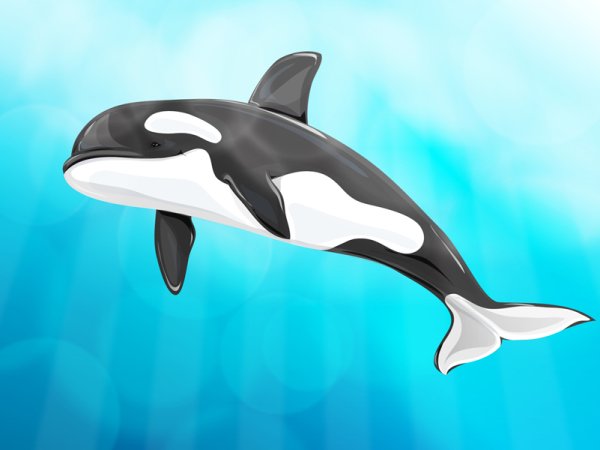 Касатка для детей