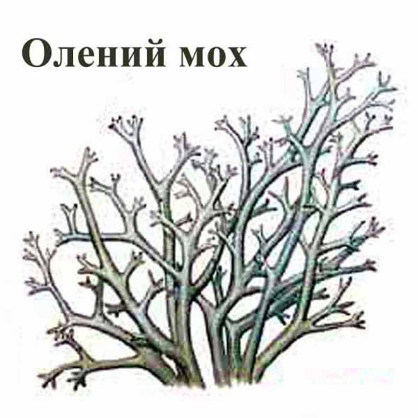 Олений мох раскраска