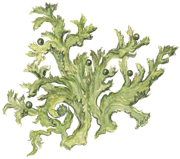 Цетрария Исландская рисунок