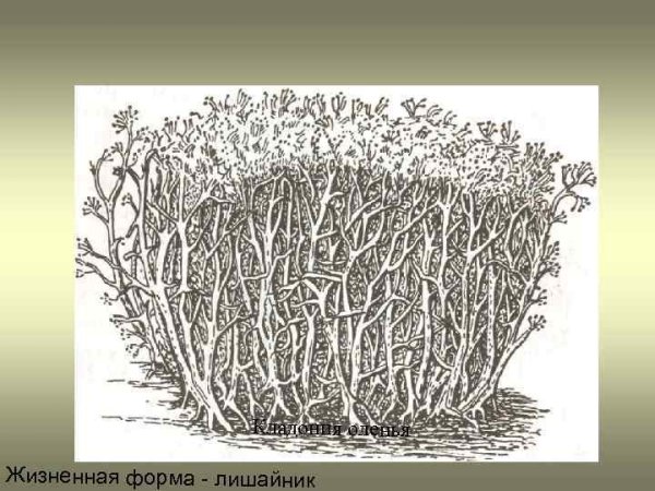 Жизненные формы лишайников кладония