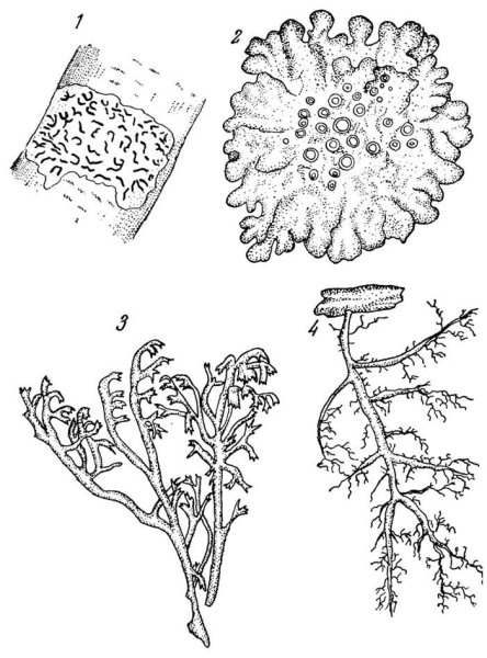 Накипные лишайники схема