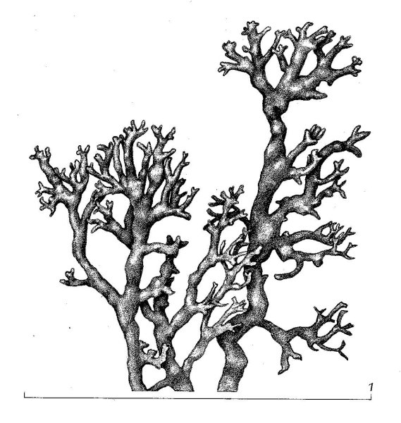 Ягель Олений мох