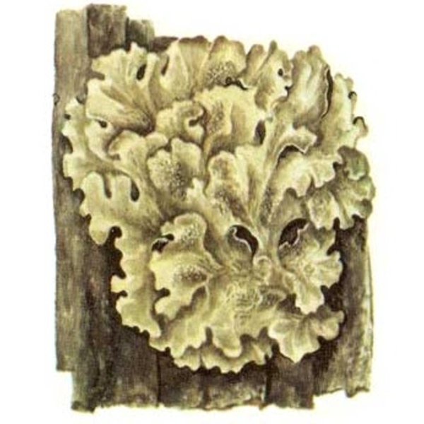 Лишайники 5 класс биология пармелия