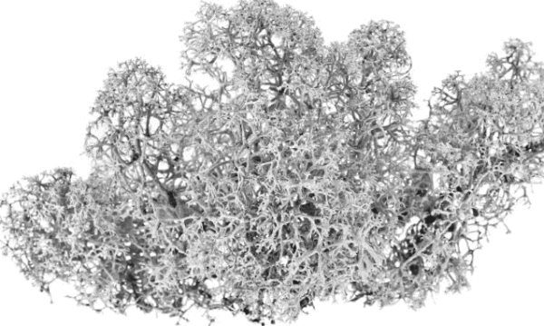 Ягель Олений мох