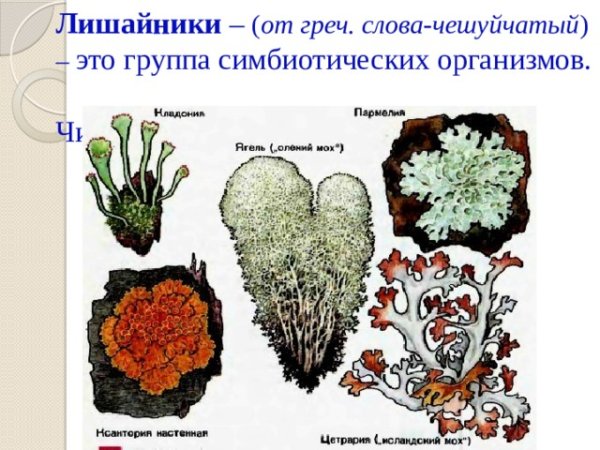 Лишайник рисунок