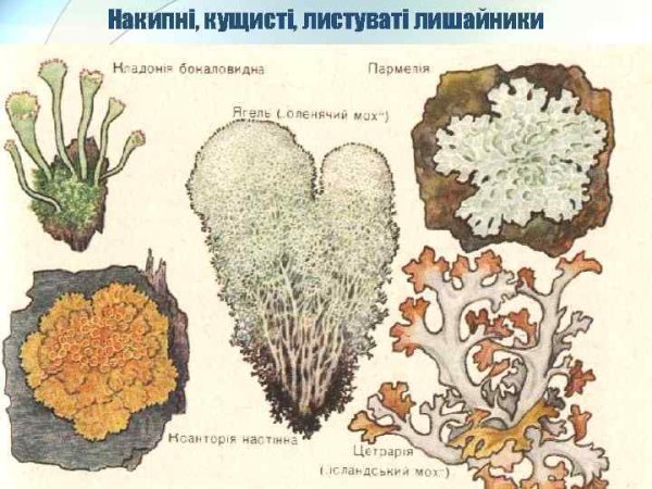 Накипной лишайник рисунок