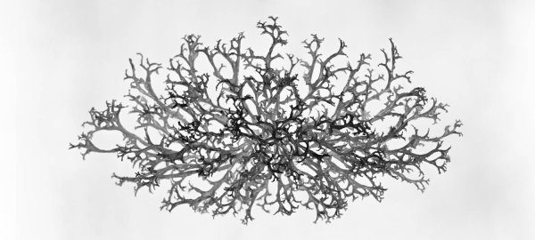 Ягель Олений мох