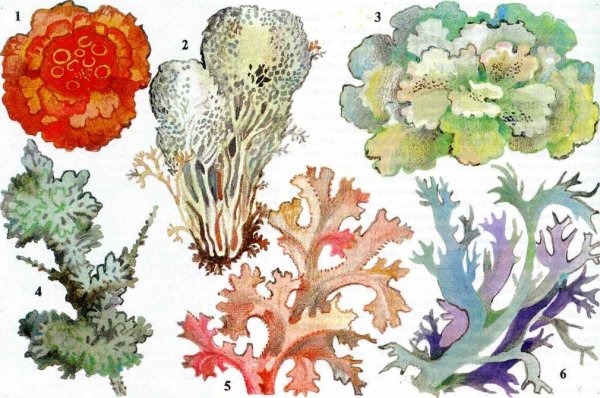 Лишайник ягель рисунок