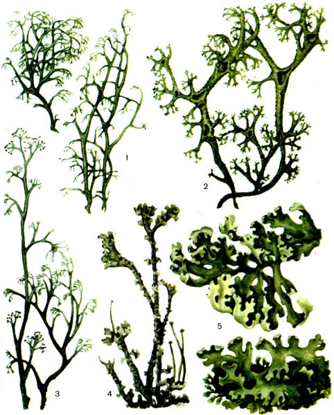 Кладония рогатая