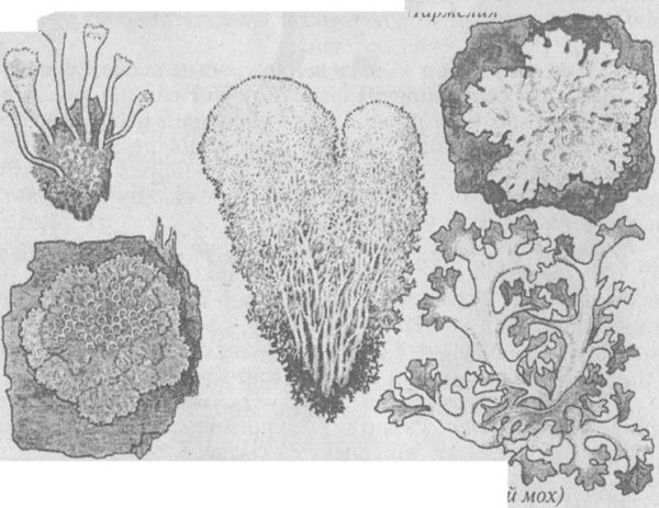 Маршанция обыкновенная гербарий