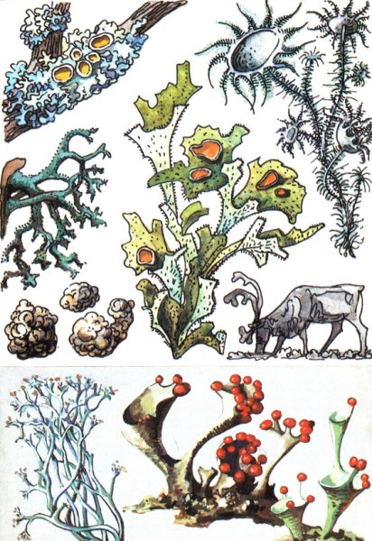 Лишайник рисунок