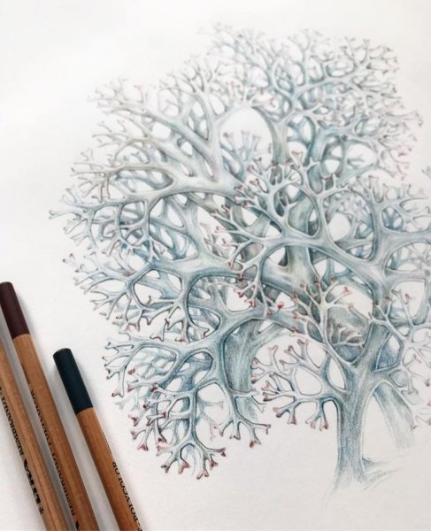 Ягель карандашом