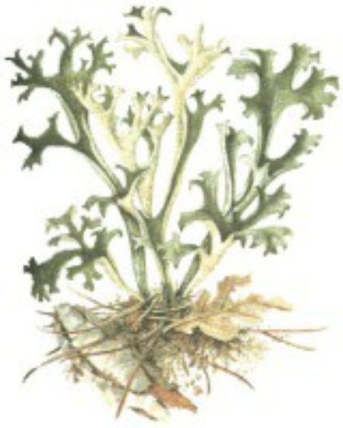 Цетрария кукушечья