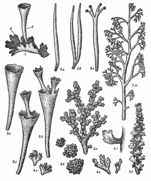 Оленьего мха (лишайник) строение