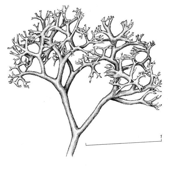 Кладония лишайник рисунок