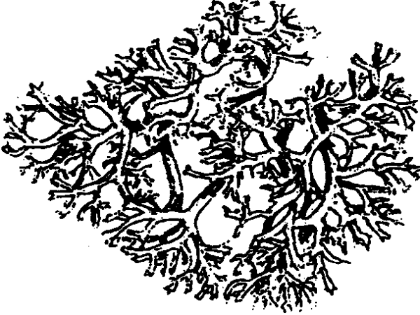 Кладония лишайник рисунок