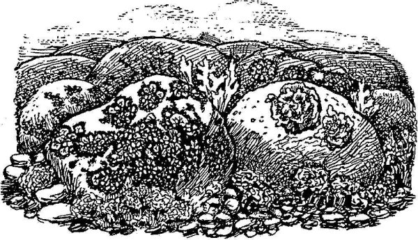 Растения Арктики раскраска