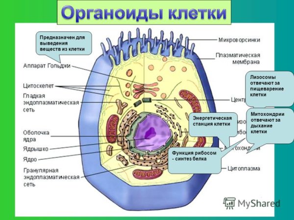 Органоиды клетки животного